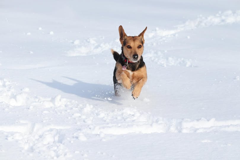 hund winter